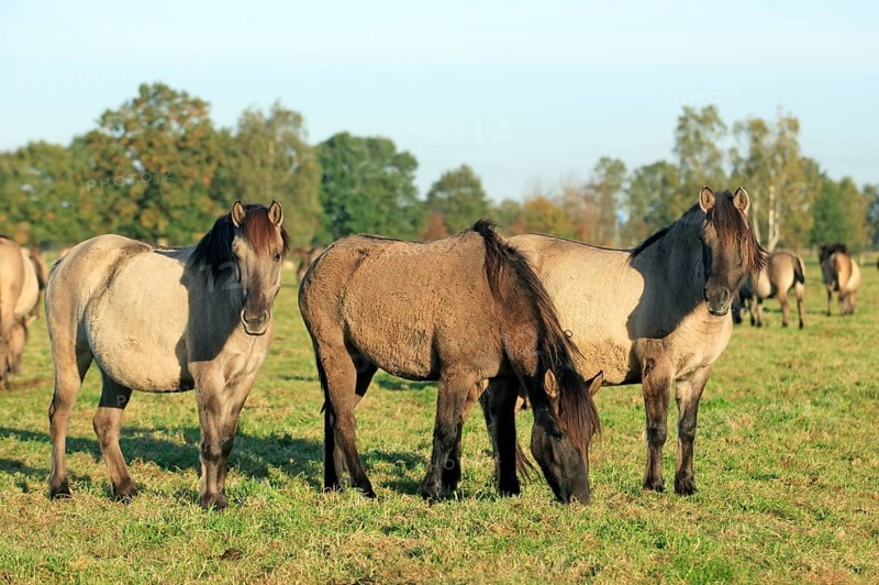 Dülmen wild horses, Merfelder Bruch, Dülmen, North Rhine-Westphalia, Dülmen wild horse, Germany, Europe