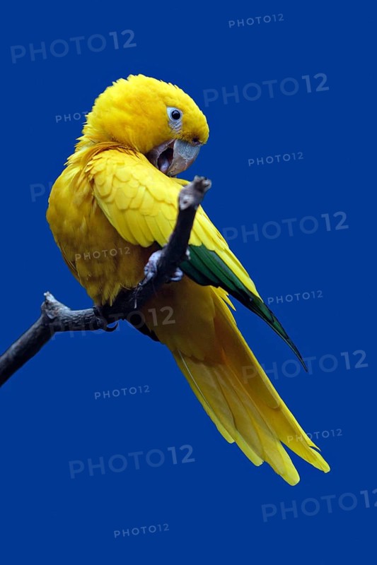 Golden Conure (Aratinga guarouba)