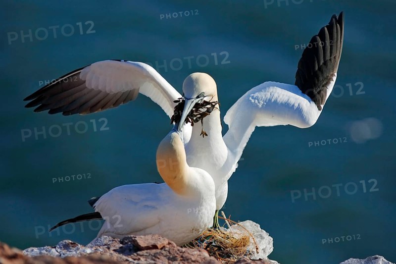Northern gannet (Morus bassanus) Pair building a nest, Helgoland, North Sea, Schleswig-Holstein, Germany, Europe