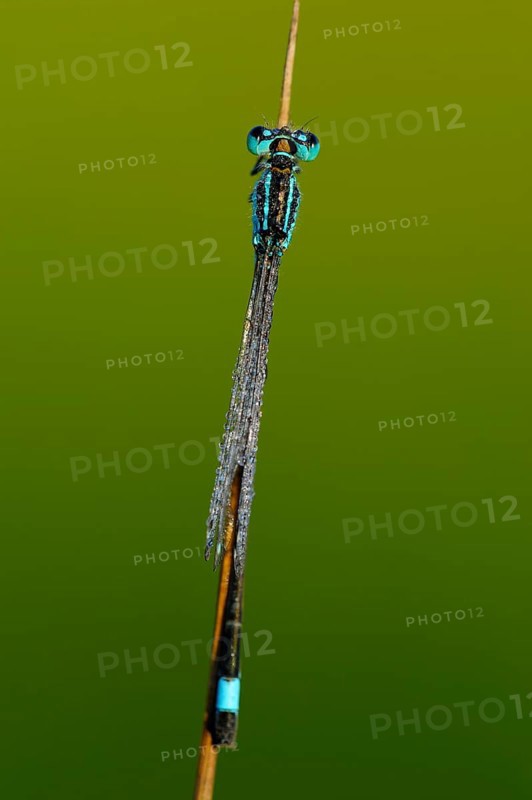 Large damselfly, dewdrop, North Rhine-Westphalia, Germany, Europe