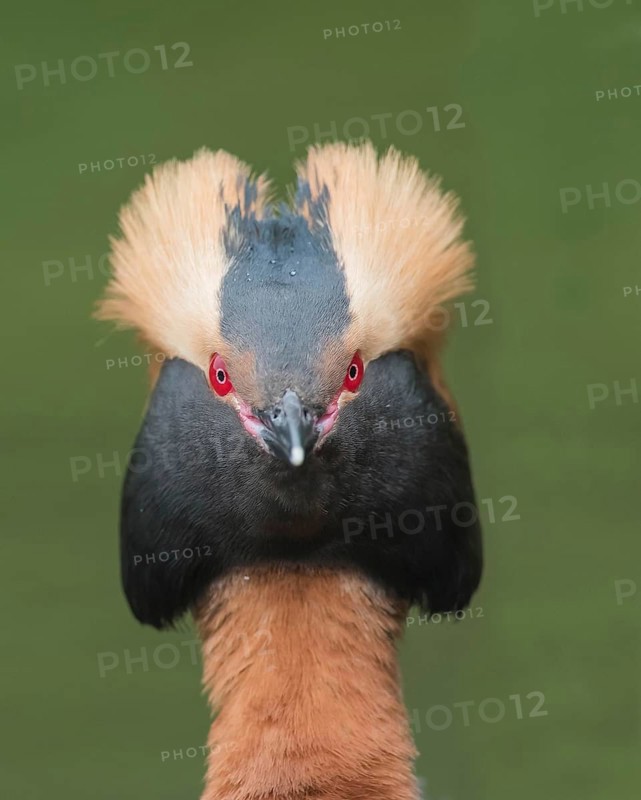 Horned Grebe (Podiceps auritus), animal portrait, direct view, Västergotland, Sweden, Europe