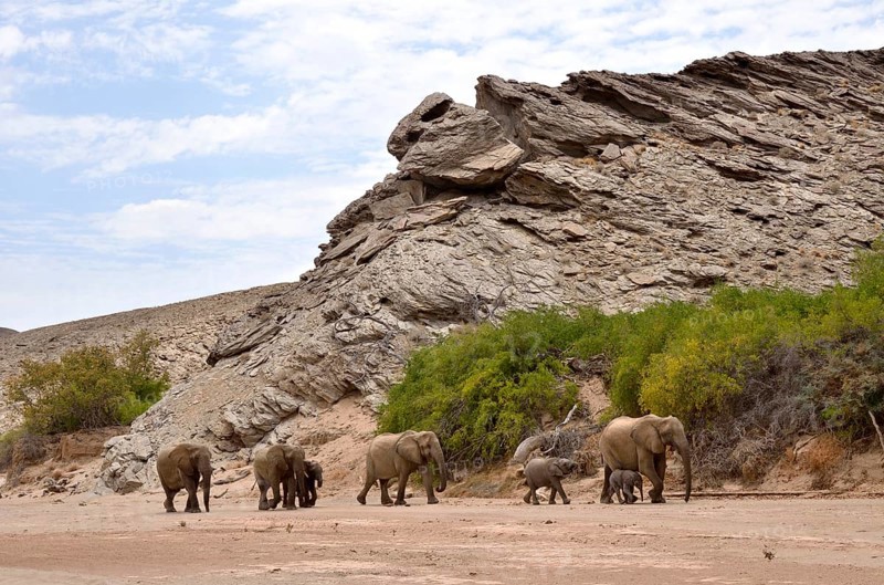 African elephants (Loxodonta africana), desert elephants standing in the dry riverbed of the Hoanib ephemeral seasonal river at a rocky gorge, Kaokoveld, Namibia, Africa