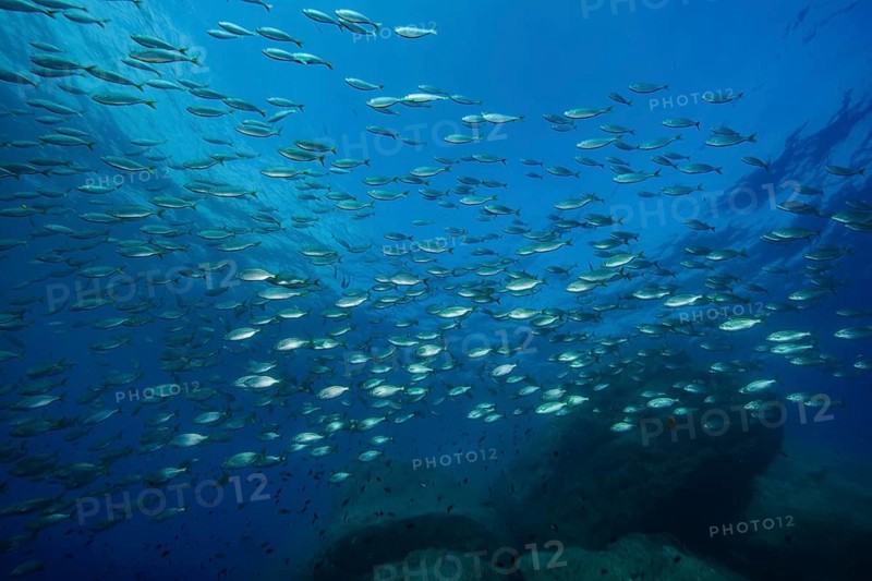 Large shoal of food fish Gilthead (Sarpa salpa) Gilthead seabream circling rocky reef, Mediterranean Sea, Giglio Island, Tuscany, Italy, Europe