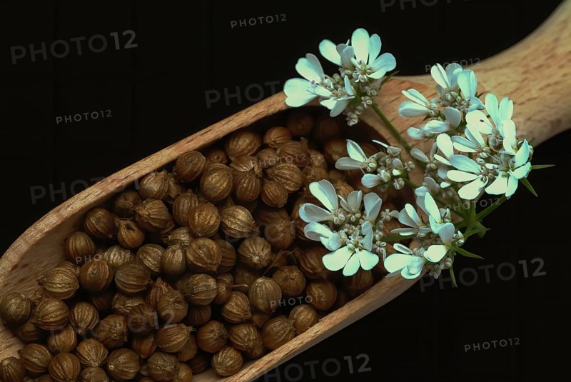 Coriander (Coriandrum sativum) (umbelliferae), flowers and seeds, plant species in the family, used as a spice and medicinal plant