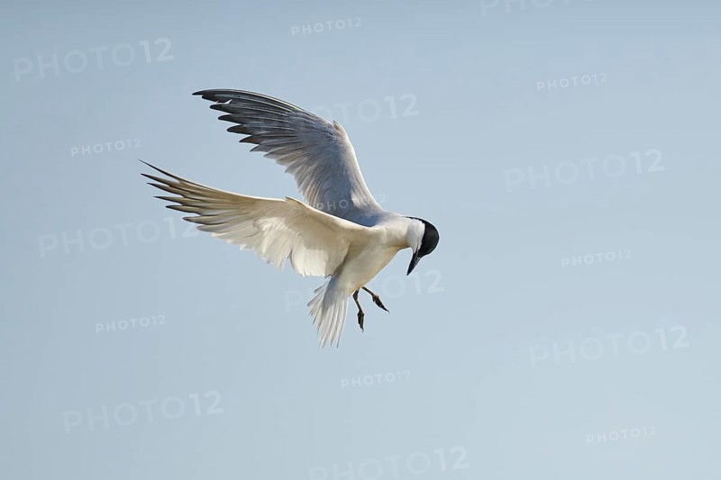Gull-billed tern (Gelochelidon nilotica) flying in the sky, hunting, ebro delta, Catalonia, Spain, Europe