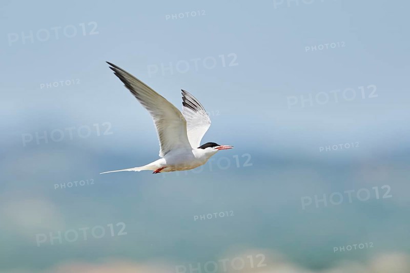 Elegant tern (Thalasseus elegans) flying in the sky above the sea, hunting, ebro delta, Catalonia, Spain, Europe