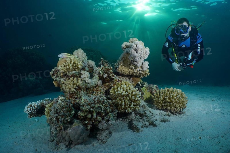 Diver looking at coral block, hard corals, soft corals in the evening light. Rays of sunlight. Dive site House Reef, Mangrove Bay, El Quesir, Red Sea, Egypt, Africa