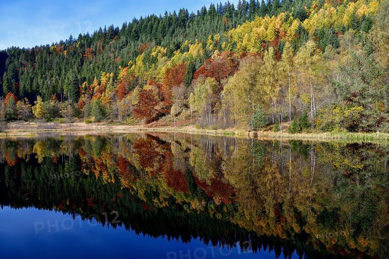 Trees reflected in the Sankenbachsee, Karsee, autumn, near Baiersbronn, Freudenstadt district, Black Forest, Baden-Württemberg, Germany, Europe