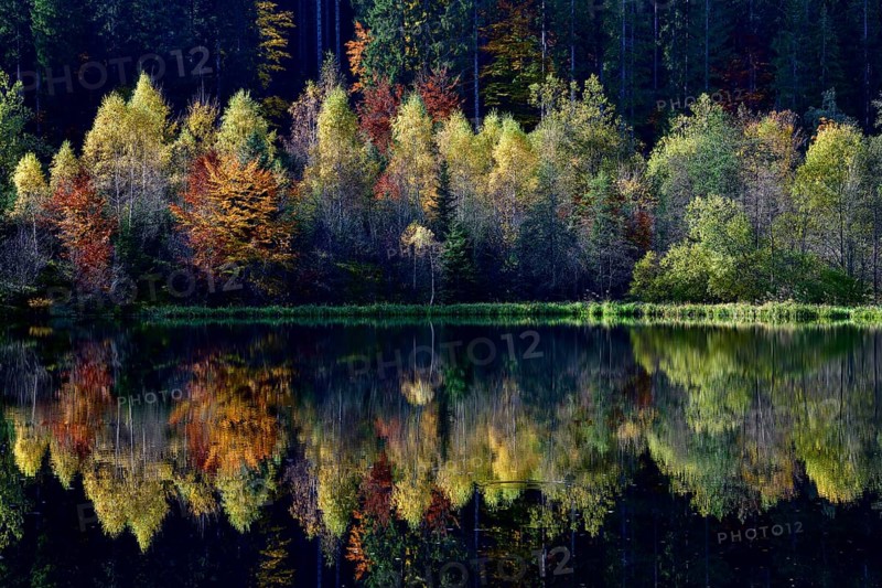 Trees reflected in the Sankenbachsee, Karsee, autumn, near Baiersbronn, Freudenstadt district, Black Forest, Baden-Württemberg, Germany, Europe