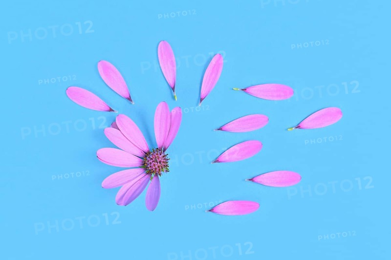 Daisy flower with picked off petals on blue background