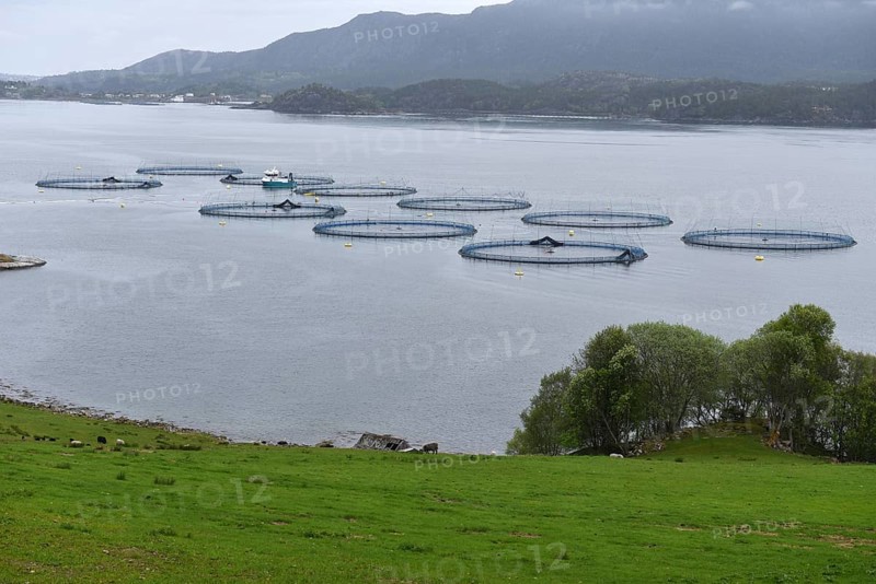 Salmon farming in Norway