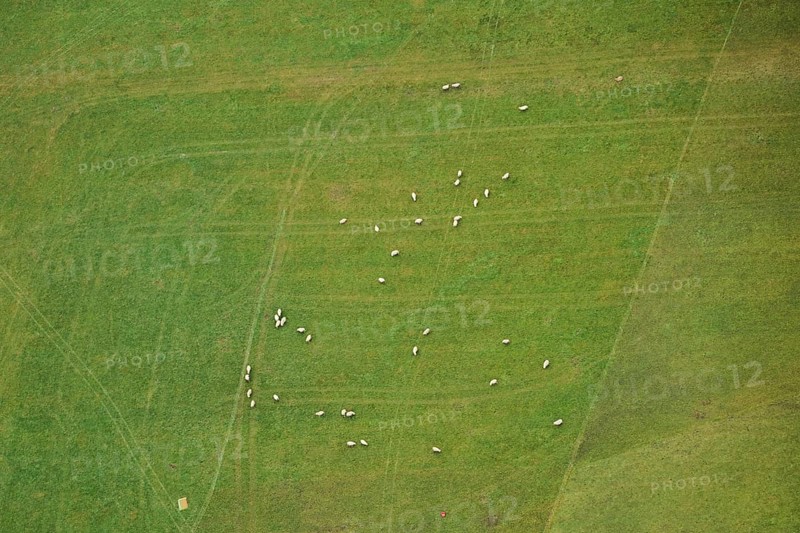 Aerial view of sheeps on a meadow in the area around Neumarkt in der Oberpfalz, Bavaria, Germany, Europe