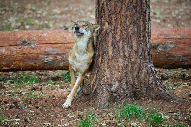 European gray wolf (Canis lupus), scratching on tree in forest, Germany, Europe