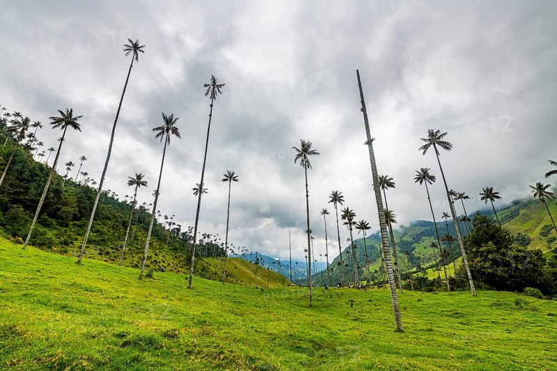Wax palms largest palms in the world, Cocora valley, Unesco site coffee cultural landscape, Salento, Colombia, South America
