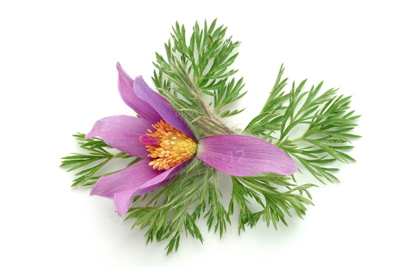 Common pasque flower (Pulsatilla) vulgaris, also known as common pasque flower, pasque flower or cow pasque flower was already valued by Hippocrates for its effect as a medicinal plant, namely for colds, headaches, anxiety, hysteria as well as for promoting menstruation