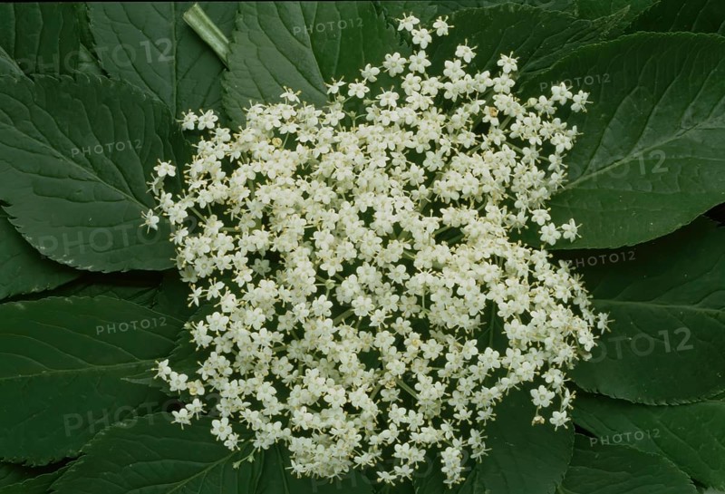 Elderflower, black elder (Sambucus) nigra, medicinal plant, is considered a proven household remedy for colds, kidney and bladder problems and for strengthening the heart and circulation