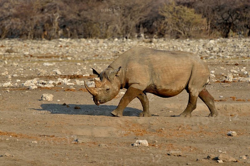 Hook-lipped rhinoceros or Black rhinoceros (Diceros bicornis), Chudop, Etosha National Park, Namibia, Africa