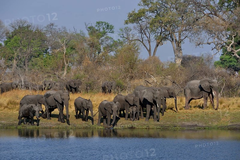 Elephant (Loxodonta africana) herd on the Cuando River, Bwabwata National Park, Zambezi Region, Caprivi Strip, Namibia, Africa