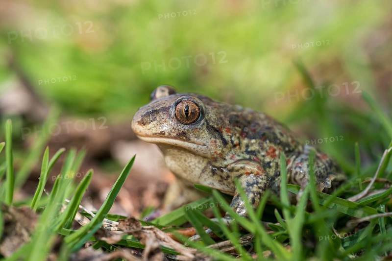 Common spadefoot (Pelobates fuscus) in the grass, Neusiedeler See National Park, Burgenland, Austria, Europe