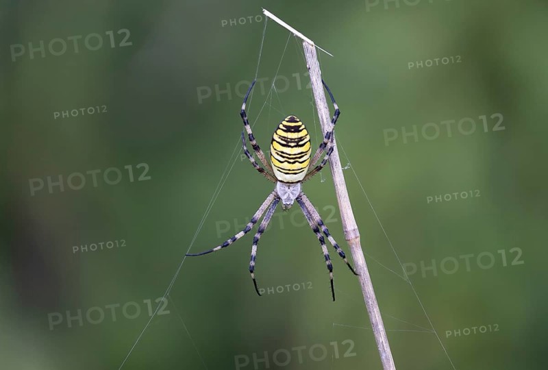 Wasp spider in web