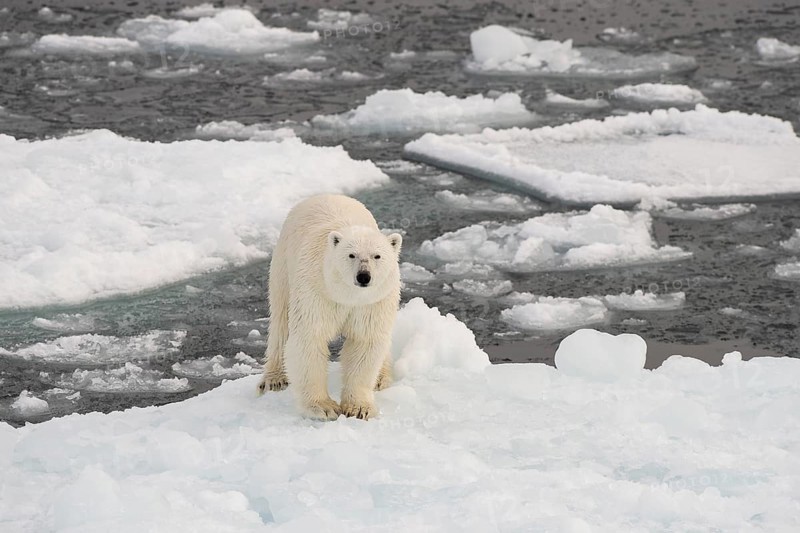 Polar bear (Ursus maritimus) on the pack ice, Svalbard Island, Svalbard archipelago, Svalbard and Jan Mayen, Norway, Europe