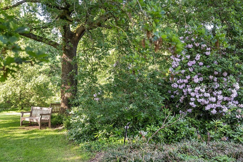 Bench in the park, Rhododendron (Rhododendron Homer), Royal Botanic Gardens, Kew, London, England, Great Britain