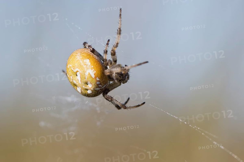 Four-spot orb weaver (Araneus quadratus), Emsland, Lower Saxony, Germany, Europe