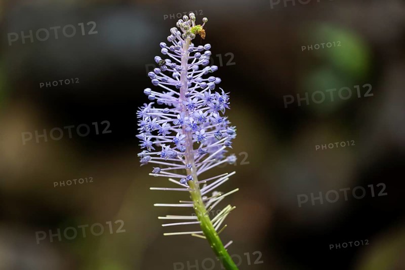 Blossom of the blue lily (Merwilla plumbea), Madeira, Portugal, Europe