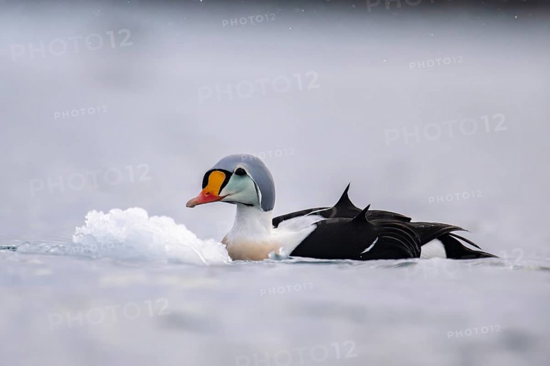 King eider (Somateria spectabilis), male, Batsfjord, Båtsfjord, Varanger Peninsula, Finnmark, Northern Norway, Norway, Europe