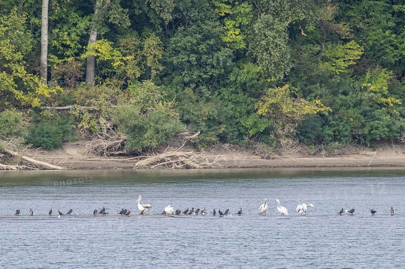 Dalmatian Pelicans (Pelecanus crispus) and great cormorant (Phalacrocorax carbo) on a sandbank in the Danube, Romania, Europe