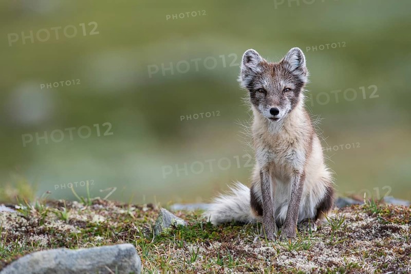 Arctic fox (Vulpes lagopus), female sitting, Varanger, Finnmark, Norway, Europe