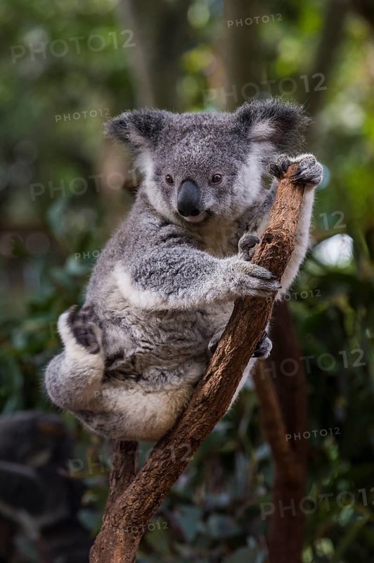 Koala (Phascolarctos cinereus), Lone Pine sanctuary, Brisbane, Queensland, Australia, Oceania