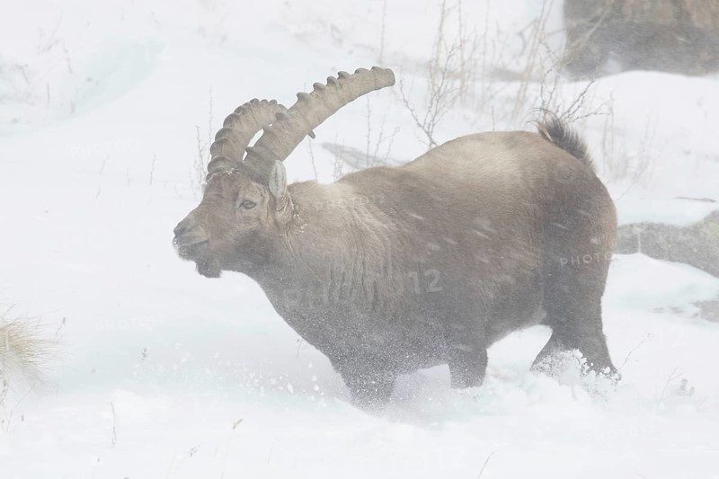 Alpine ibex (Capra ibex) male foraging in the snow during snowstorm on mountain slope in winter in the European Alps