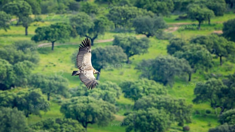 Griffon Vulture (Gyps fulvus) Old World Vulture, flying, circling over olive grove, foraging in the sky, Monfragüe National Park, Villareal de San Carlos, Spain, Europe