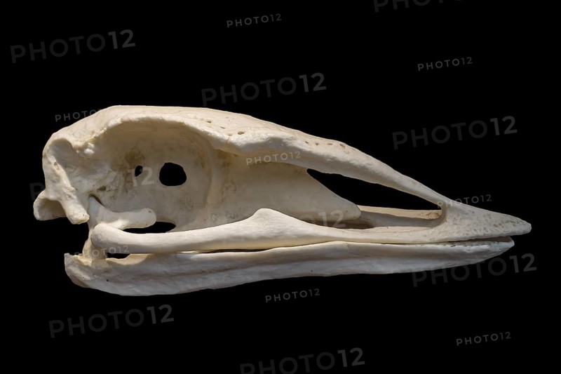 Skull of elephant bird, extinct flightless bird belonging to the order Aepyornithiformes that were native to the island of Madagascar