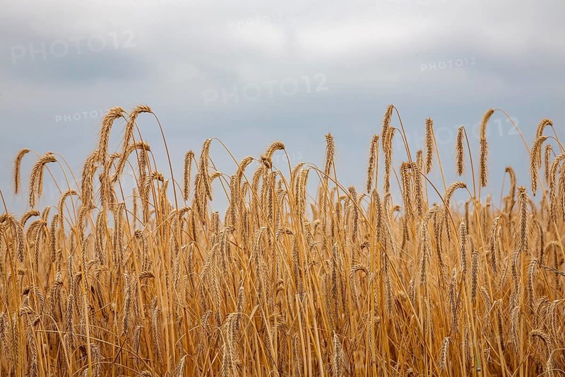Grain field, ripe barley (Hordeum vulgare), Rhineland-Palatinate, Germany, Europe