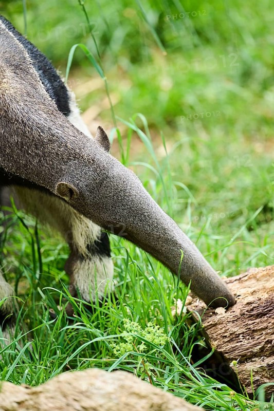 Giant anteater (Myrmecophaga tridactyla), captive, distribution South America