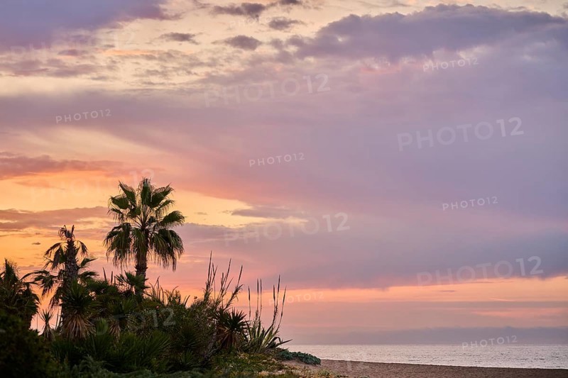Mexican fan palm (Washingtonia robusta) at sunrise growing on a beach near Tarragona, Catalonia, Spain, Europe