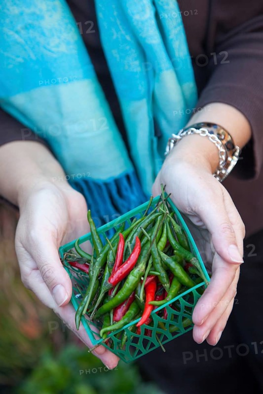 Woman's hands holding a small basket of freshly picked organic chili peppers at the farmers market