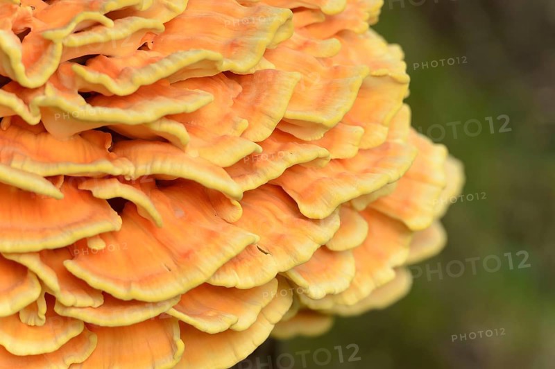 Sulphur Polypore (Laetiporus sulphureus), Bavaria, Germany, Europe