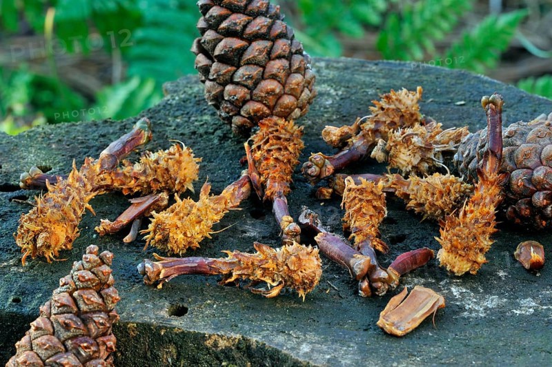 Cones of scots pine (Pinus sylvestris), stripped by red eurasian red squirrel (Sciurus vulgaris) on tree stump, feeding traces