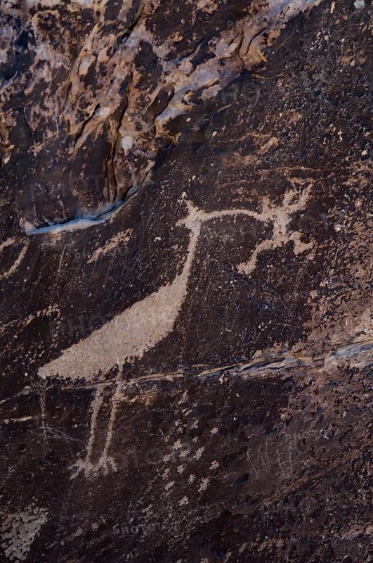 Ancient petroglyphs in a rock face near Puerco Pueblo, created by the Puebloan Native Americans, showing zoomorphs (animal-like figures) and katsinas (spiritual figures), Petrified Forest National Park, Arizona, US