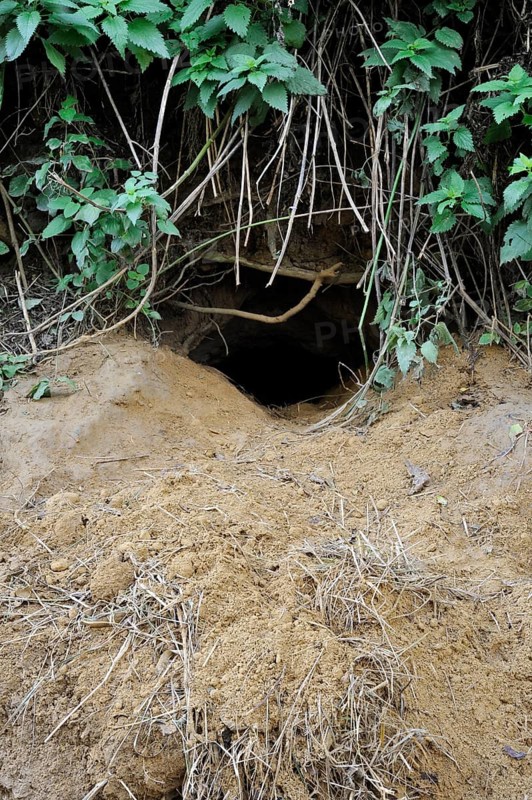 Entrance to an active Badger (Meles meles) sett showing old bedding material on the spoil heap, Belgium, Europe