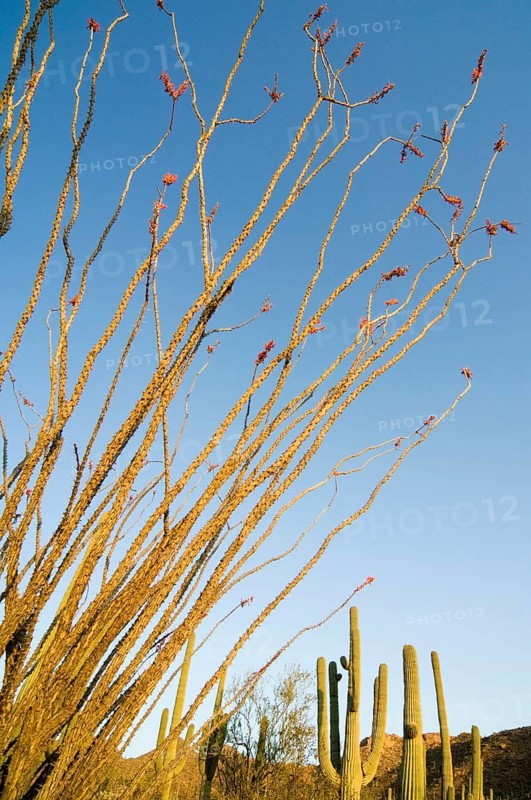 Ocotillo, Coachwhip, Candlewood (Fouquieria splendens) (Fouquieria spinosa) in flower, native to the Sonoran and Chihuahuan deserts