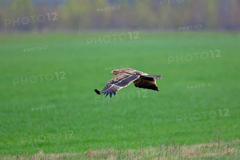 Eastern imperial eagle (Aquila heliaca) flying over field, Austria, Europe