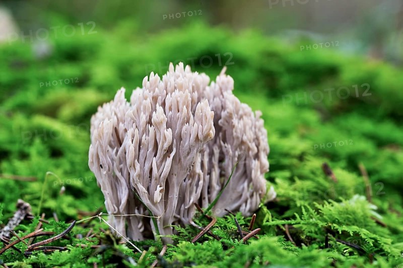 Coral Fungus (Clavulina cinerea), Upper Austria, Austria, Europe
