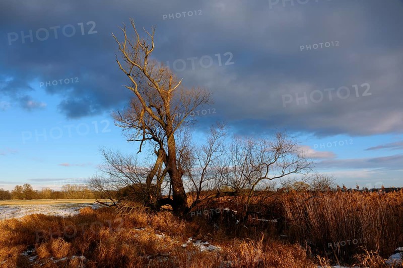 Reeded ditch, beaver territory, Middle Elbe Biosphere Reserve, Saxony-Anhalt, Germany, Europe