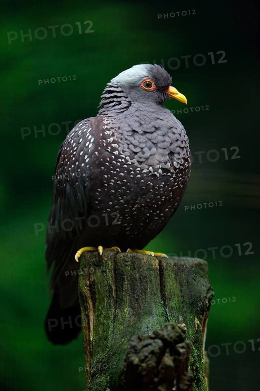 African olive pigeon (Columba arquatrix)