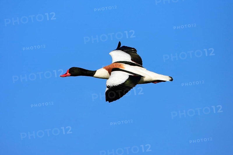Common shelduck (Tadorna tadorna), Texel, Shelduck, Exempt, Netherlands