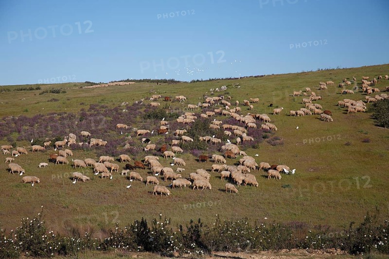 Domestic sheep on pasture, San Marcos nature reserve, Alentejo, sheep, sheep flock, Portugal, Europe